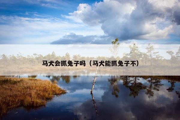 马犬会抓兔子吗（马犬能抓兔子不）