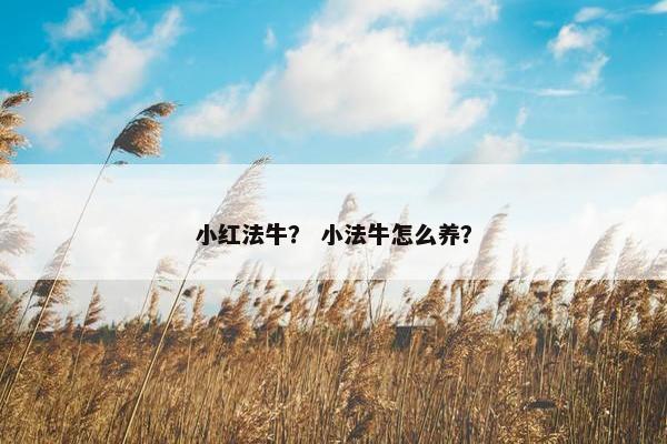 小红法牛？ 小法牛怎么养？