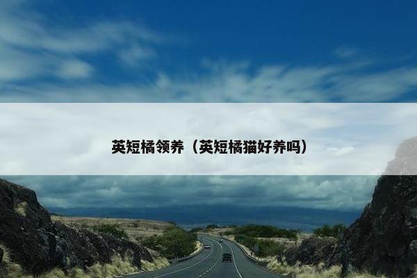 英短橘领养（英短橘猫好养吗）
