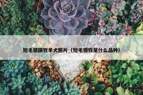 短毛德国牧羊犬照片（短毛德牧是什么品种）