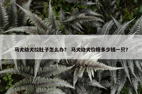 马犬幼犬拉肚子怎么办？ 马犬幼犬价格多少钱一只？
