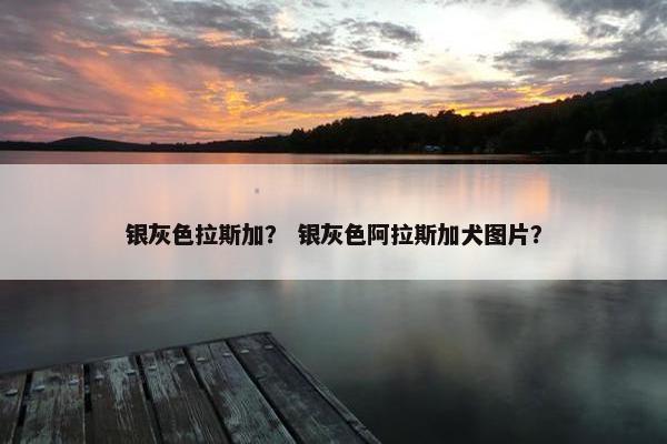 银灰色拉斯加？ 银灰色阿拉斯加犬图片？