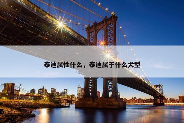 泰迪属性什么，泰迪属于什么犬型