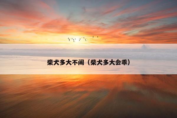 柴犬多大不闹（柴犬多大会乖）