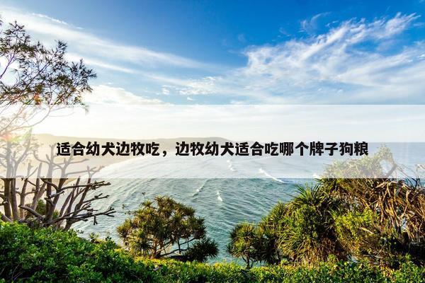 适合幼犬边牧吃，边牧幼犬适合吃哪个牌子狗粮