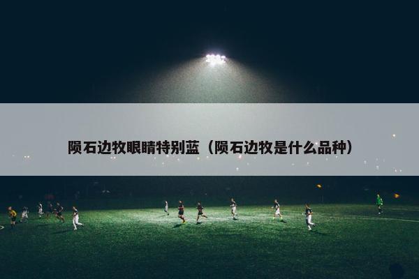 陨石边牧眼睛特别蓝（陨石边牧是什么品种）