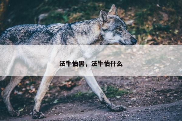 法牛怕黑，法牛怕什么