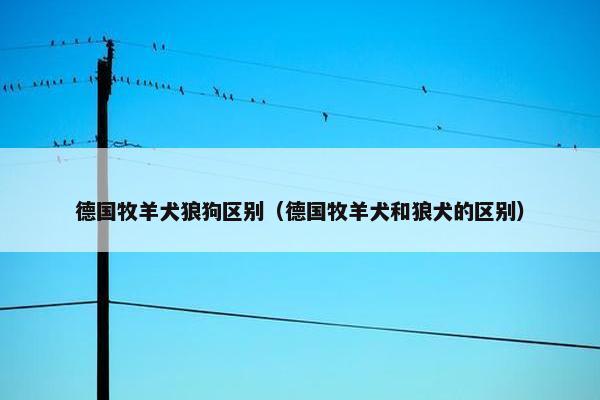 德国牧羊犬狼狗区别（德国牧羊犬和狼犬的区别）