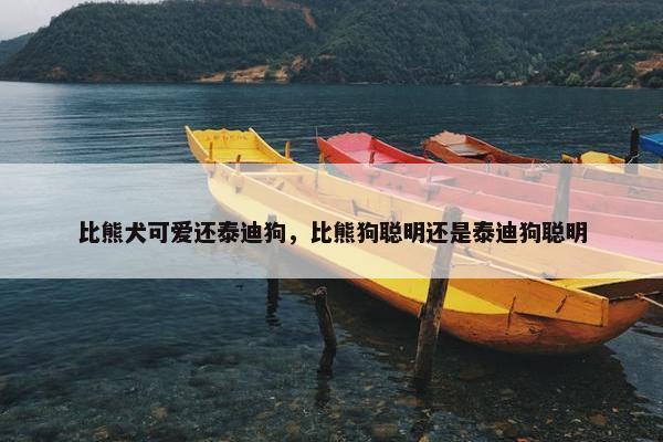 比熊犬可爱还泰迪狗，比熊狗聪明还是泰迪狗聪明