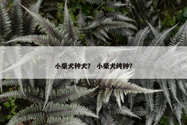 小柴犬种犬？ 小柴犬纯种？
