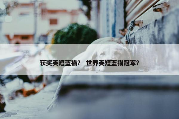 获奖英短蓝猫？ 世界英短蓝猫冠军？