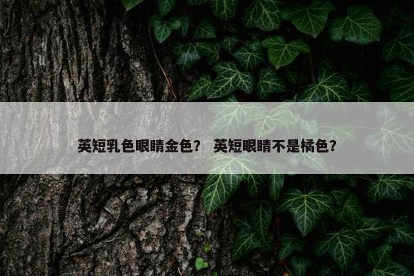 英短乳色眼睛金色？ 英短眼睛不是橘色？
