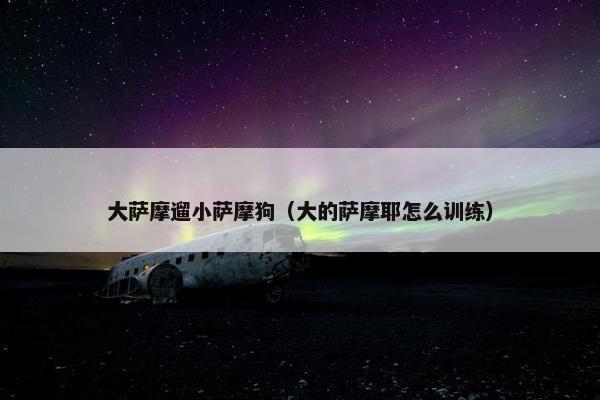 大萨摩遛小萨摩狗（大的萨摩耶怎么训练）