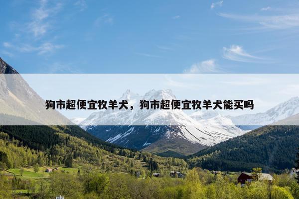 狗市超便宜牧羊犬，狗市超便宜牧羊犬能买吗