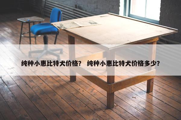 纯种小惠比特犬价格？ 纯种小惠比特犬价格多少？