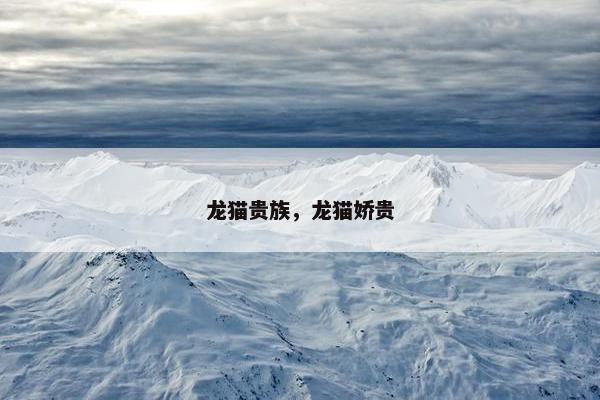 龙猫贵族，龙猫娇贵