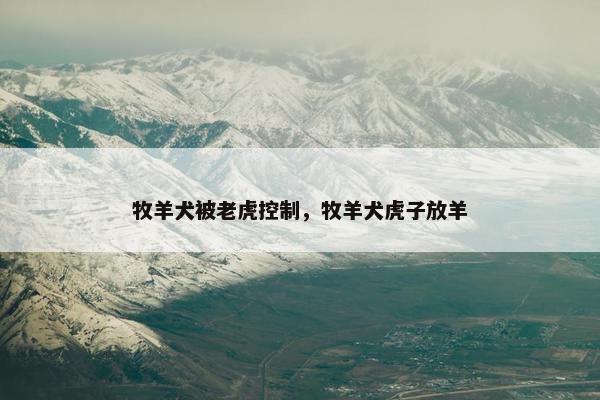牧羊犬被老虎控制，牧羊犬虎子放羊