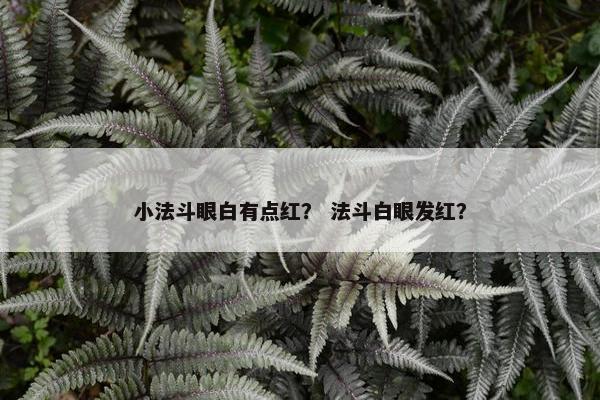 小法斗眼白有点红？ 法斗白眼发红？