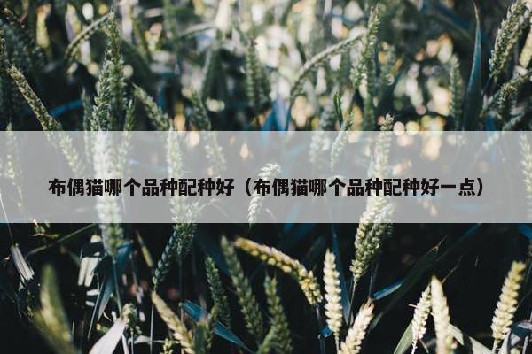 布偶猫哪个品种配种好（布偶猫哪个品种配种好一点）