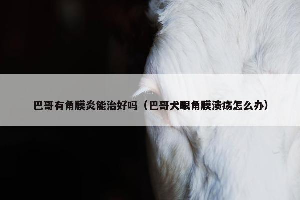 巴哥有角膜炎能治好吗（巴哥犬眼角膜溃疡怎么办）