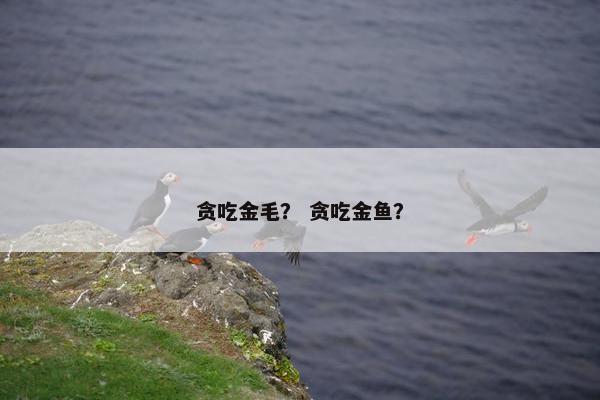 贪吃金毛？ 贪吃金鱼？