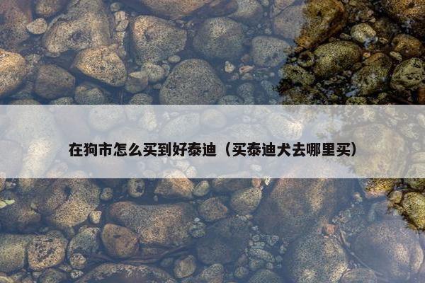在狗市怎么买到好泰迪（买泰迪犬去哪里买）