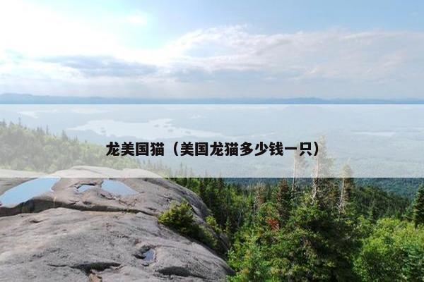 龙美国猫（美国龙猫多少钱一只）