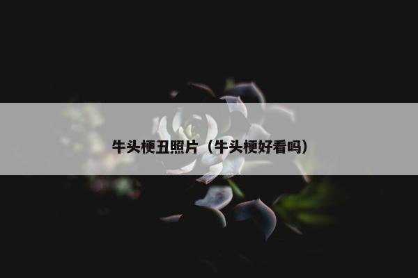 网友