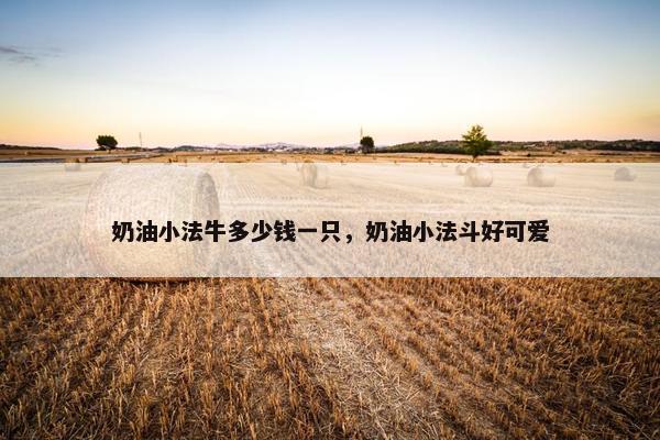 奶油小法牛多少钱一只，奶油小法斗好可爱