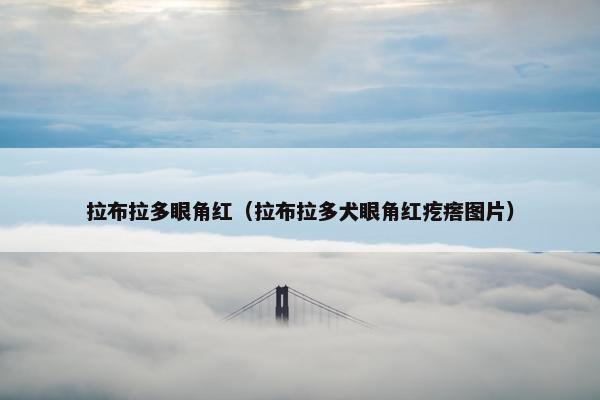 拉布拉多眼角红（拉布拉多犬眼角红疙瘩图片）