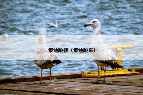 泰迪跳楼（泰迪跳车）