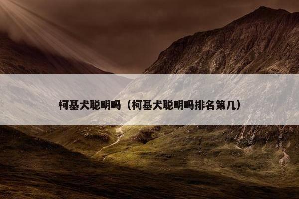 柯基犬聪明吗（柯基犬聪明吗排名第几）