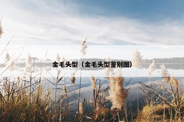 金毛头型（金毛头型鉴别图）
