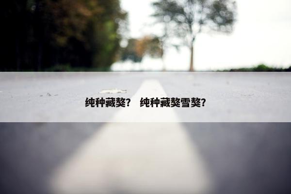 纯种藏獒？ 纯种藏獒雪獒？