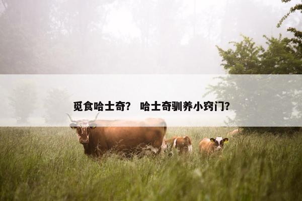 觅食哈士奇？ 哈士奇驯养小窍门？