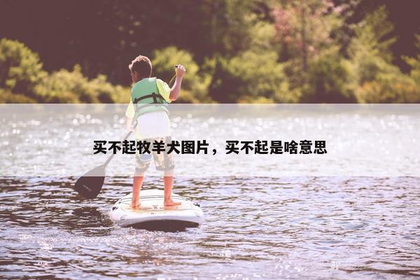 买不起牧羊犬图片，买不起是啥意思