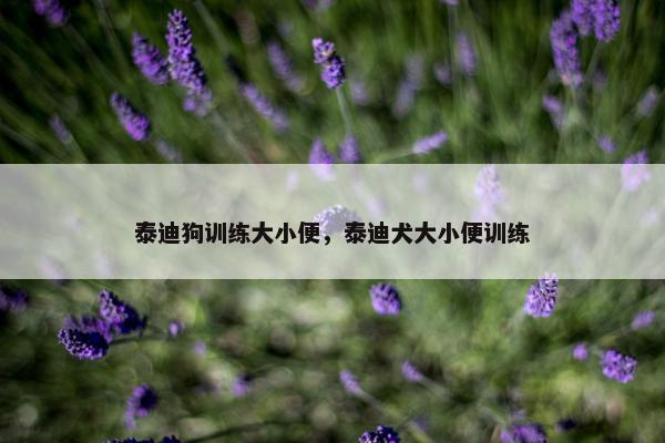 泰迪狗训练大小便，泰迪犬大小便训练