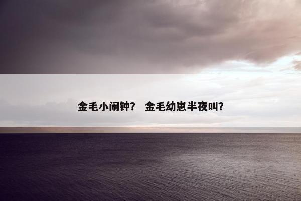 金毛小闹钟？ 金毛幼崽半夜叫？