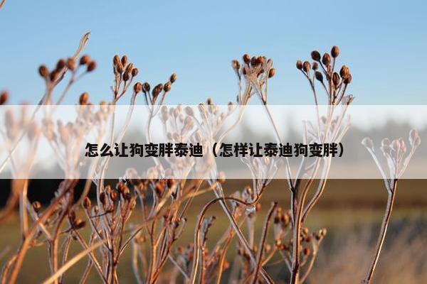 怎么让狗变胖泰迪（怎样让泰迪狗变胖）