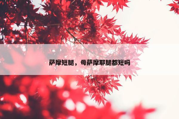 萨摩短腿，母萨摩耶腿都短吗