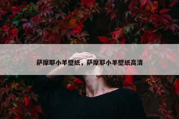 萨摩耶小羊壁纸，萨摩耶小羊壁纸高清