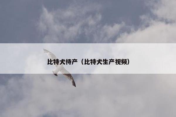 比特犬待产（比特犬生产视频）