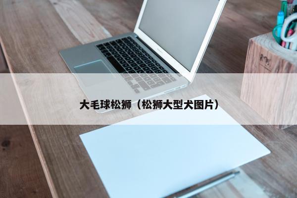 大毛球松狮（松狮大型犬图片）