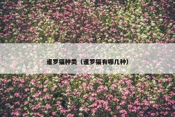 暹罗猫种类（暹罗猫有哪几种）
