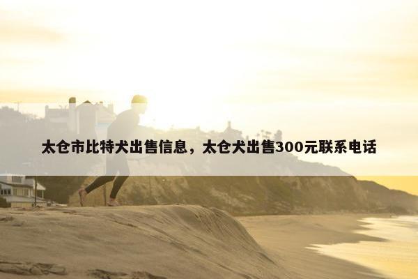 太仓市比特犬出售信息，太仓犬出售300元联系电话