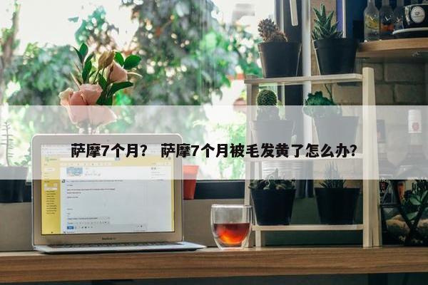 萨摩7个月？ 萨摩7个月被毛发黄了怎么办？