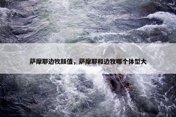 萨摩耶边牧颜值，萨摩耶和边牧哪个体型大