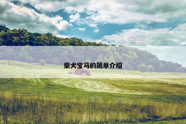 柴犬宝马的简单介绍