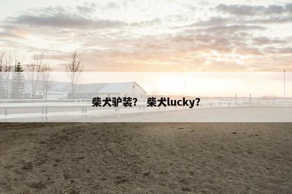 柴犬驴装？ 柴犬lucky？