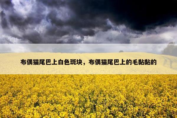 布偶猫尾巴上白色斑块，布偶猫尾巴上的毛黏黏的